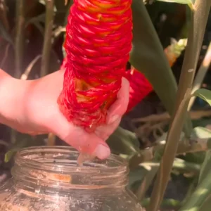 Shampoo Ginger Plant Rhizomes - 10 Count Wild Awapuhi Zingiber Zerumbet - Zones 9-11