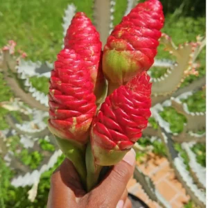 Shampoo Ginger Plant Rhizomes - 10 Count Wild Awapuhi Zingiber Zerumbet - Zones 9-11