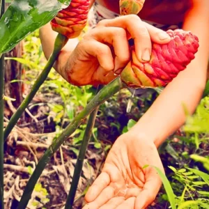 Shampoo Ginger Rhizomes - 5 Zingiber Zerumbet Awapuhi Wild Pinecone Bitter Red Ginger Plants