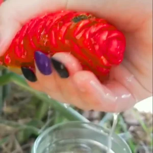 Shampoo Ginger Rhizomes - 5 Zingiber Zerumbet Awapuhi Wild Pinecone Bitter Red Ginger Plants