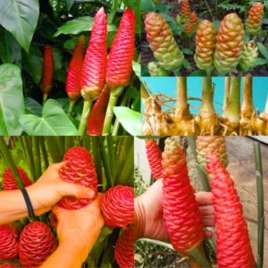 Shampoo Ginger Rhizomes - 5 Zingiber Zerumbet Awapuhi Wild Pinecone Bitter Red Ginger Plants