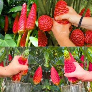 Shampoo Ginger Rhizomes - 5 Zingiber Zerumbet Awapuhi Wild Pinecone Bitter Red Ginger Plants