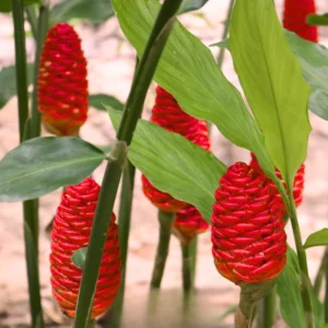 Shampoo Ginger Rhizomes - 5 Zingiber Zerumbet Awapuhi Wild Pinecone Bitter Red Ginger Plants