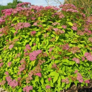 Spirea Shrub Live Plant - 1 Year Old, 6-14 Inches Tall - Winter Meadowsweets Bush