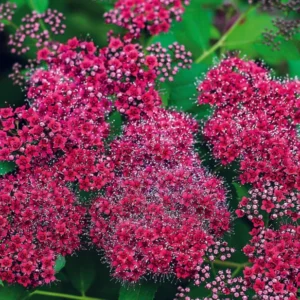 Spirea Shrub Live Plant - 1 Year Old, 6-14 Inches Tall - Winter Meadowsweets Bush