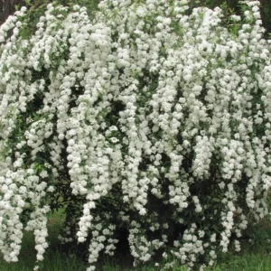 Spirea Shrub Live Plant - 1 Year Old, 6-14 Inches Tall - Winter Meadowsweets Bush