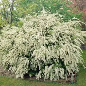 Spirea Shrub Live Plant - 1 Year Old, 6-14 Inches Tall - Winter Meadowsweets Bush