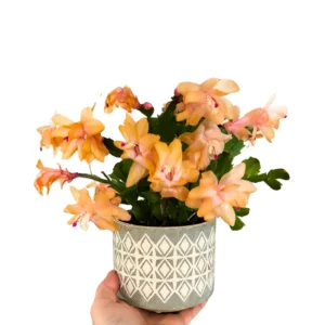 Thanksgiving Cactus Plant Live 4" Pot Holiday Christmas Decor Vibrant Blooms