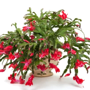 Thanksgiving Cactus Plant Live 4" Pot Holiday Christmas Decor Vibrant Blooms