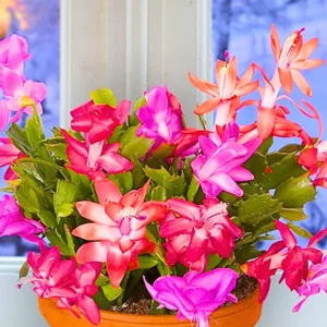 Thanksgiving Cactus Plant Live 4
