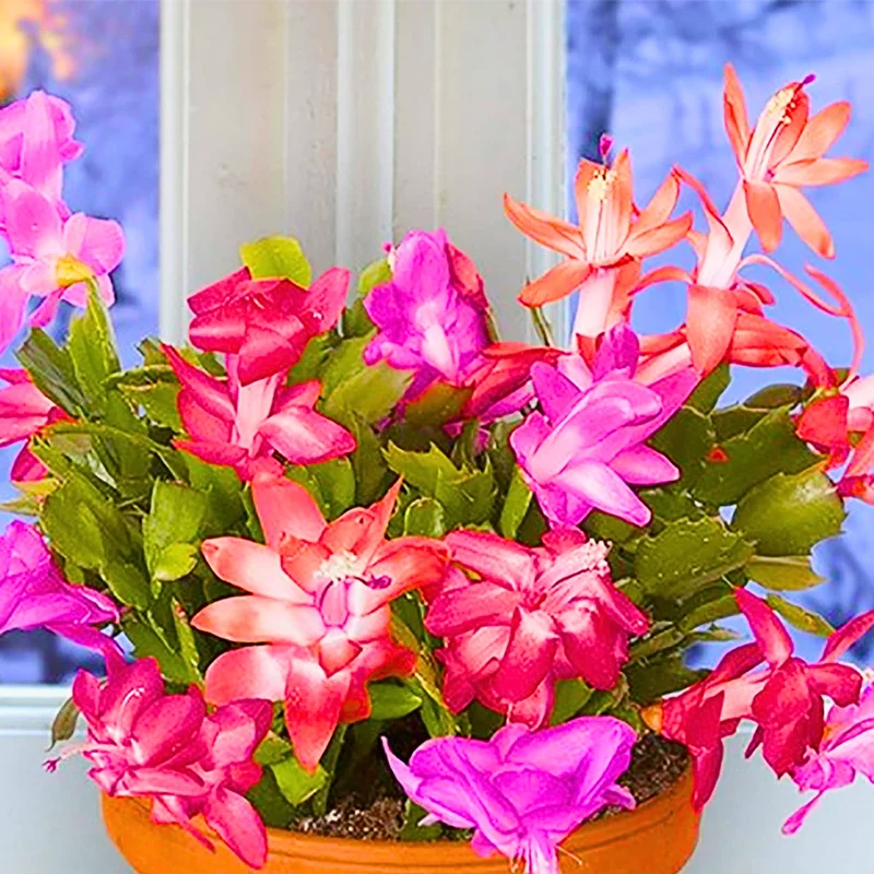 Thanksgiving Cactus Plant Live 4" Pot Holiday Christmas Decor Vibrant Blooms