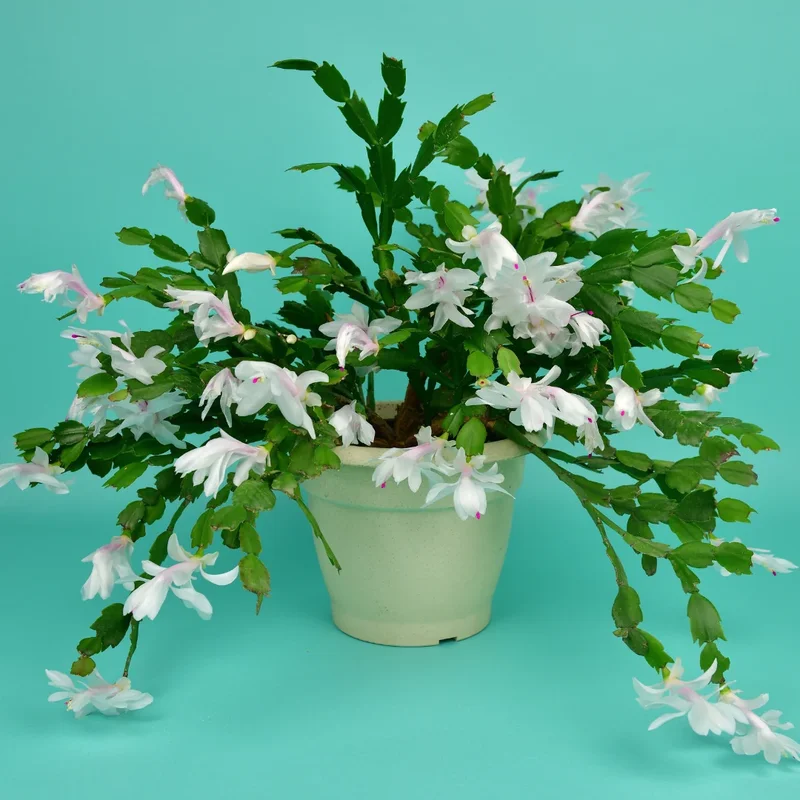 Thanksgiving Cactus Plant Live 4" Pot Holiday Christmas Decor Vibrant Blooms