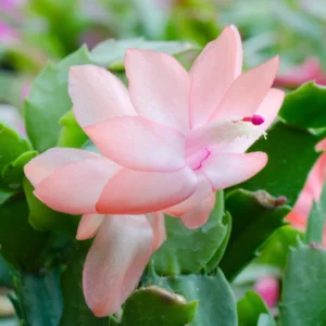 Thanksgiving Cactus Plant - Peachy Yellow - 2 Inch Pot - Holiday Flowering Houseplant