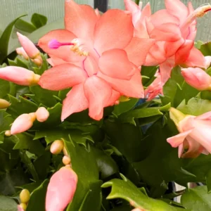 Thanksgiving Cactus Plant - Peachy Yellow - 2 Inch Pot - Holiday Flowering Houseplant