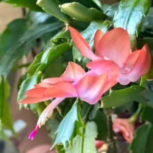 Thanksgiving Cactus Plant - Peachy Yellow - 2 Inch Pot - Holiday Flowering Houseplant