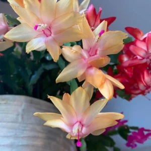 Thanksgiving Cactus Plant - Peachy Yellow - 2 Inch Pot - Holiday Flowering Houseplant