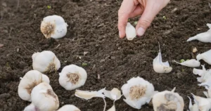 Top 10 Plants to Grow in November