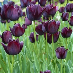 Tulip Bulbs - 10 Black Tulip Flower Bulbs for Spring Planting - Zones 3-8