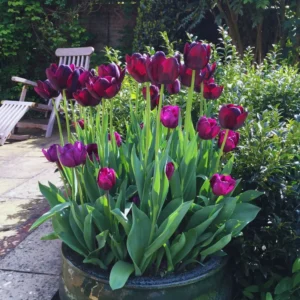 Tulip Bulbs - 10 Black Tulip Flower Bulbs for Spring Planting - Zones 3-8