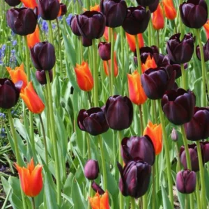 Tulip Bulbs - 10 Black Tulip Flower Bulbs for Spring Planting - Zones 3-8