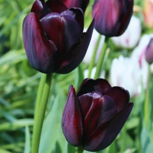 Tulip Bulbs - 10 Black Tulip Flower Bulbs for Spring Planting - Zones 3-8