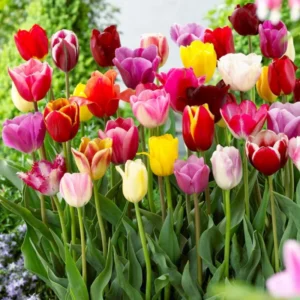 Tulip Bulbs Mix - 14 Large Flower Bulbs for Spring Planting