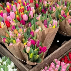 Tulip Bulbs Mix - 14 Large Flower Bulbs for Spring Planting