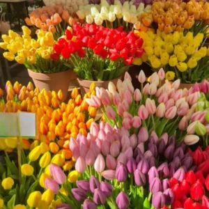 Tulip Bulbs Mix - 14 Large Flower Bulbs for Spring Planting