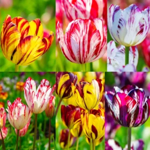 Tulip Bulbs Spring Planting - Rembrandt Mix Flower Bulbs - 10 Bulbs