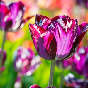 Tulip Bulbs Spring Planting - Rembrandt Mix Flower Bulbs - 10 Bulbs