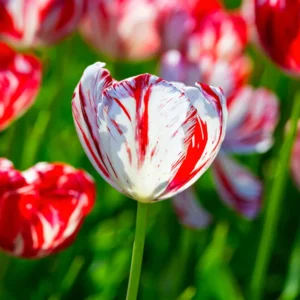 Tulip Bulbs Spring Planting - Rembrandt Mix Flower Bulbs - 10 Bulbs