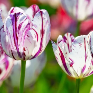 Tulip Bulbs Spring Planting - Rembrandt Mix Flower Bulbs - 10 Bulbs