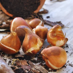 Tulip Bulbs Spring Planting - Rembrandt Mix Flower Bulbs - 10 Bulbs