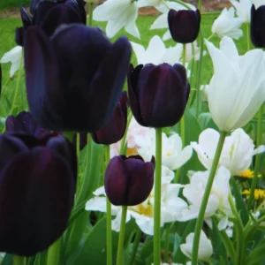 Tulip Bulbs for Spring & Fall Planting - Flower Bulbs Growing - 10 Bulbs