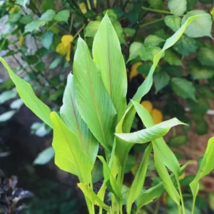 Turmeric Plant Live - Curcuma Rhizome for Planting Indoor Outdoor - 4-6 Inches Tall