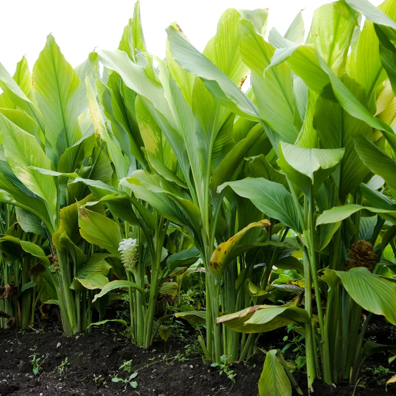 Turmeric Plant Live - Curcuma Rhizome for Planting Indoor Outdoor - 4-6 Inches Tall