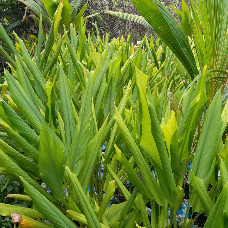 Turmeric Plant Live - Curcuma Rhizome for Planting Indoor Outdoor - 4-6 Inches Tall