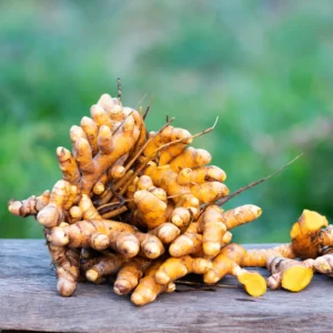 Turmeric Plants Live for Planting - Curcuma Root - 4-6 Inch Herb Plants