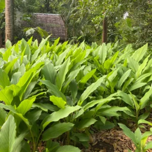 Turmeric Plants Live for Planting - Curcuma Root - 4-6 Inch Herb Plants