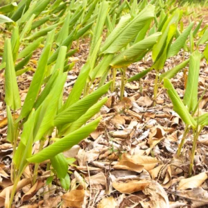 Turmeric Plants Live for Planting - Curcuma Root - 4-6 Inch Herb Plants