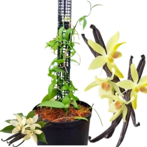 Vanilla Bean Orchid Plant - Live Starter Plant, 3-7 Inches, Rare
