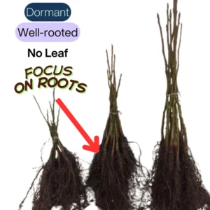 Viburnum Tree Live Plant - 6-12 Inch Shrub with Fragrant Flowers