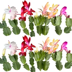 Winter Bloom Plant, Thanksgiving Cactus Live Plant 2" Pot Indoor