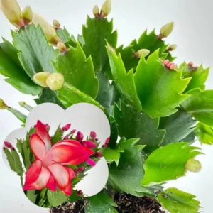 Winter Bloom Plant, Thanksgiving Cactus Live Plant 2" Pot Indoor