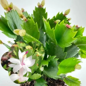 Winter Bloom Plant, Thanksgiving Cactus Live Plant 2