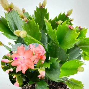 Winter Bloom Plant, Thanksgiving Cactus Live Plant 2