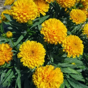 Yellow Coreopsis Plugs 3-5 Inch Live Plant - Bright Golden Flowers