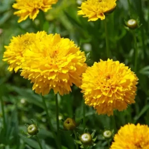 Yellow Coreopsis Plugs 3-5 Inch Live Plant - Bright Golden Flowers