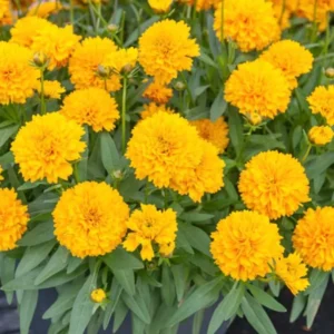 Yellow Coreopsis Plugs 3-5 Inch Live Plant - Bright Golden Flowers