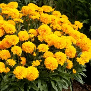 Yellow Coreopsis Plugs Set of 2 - 3-5 inch - Cheerful Blooms